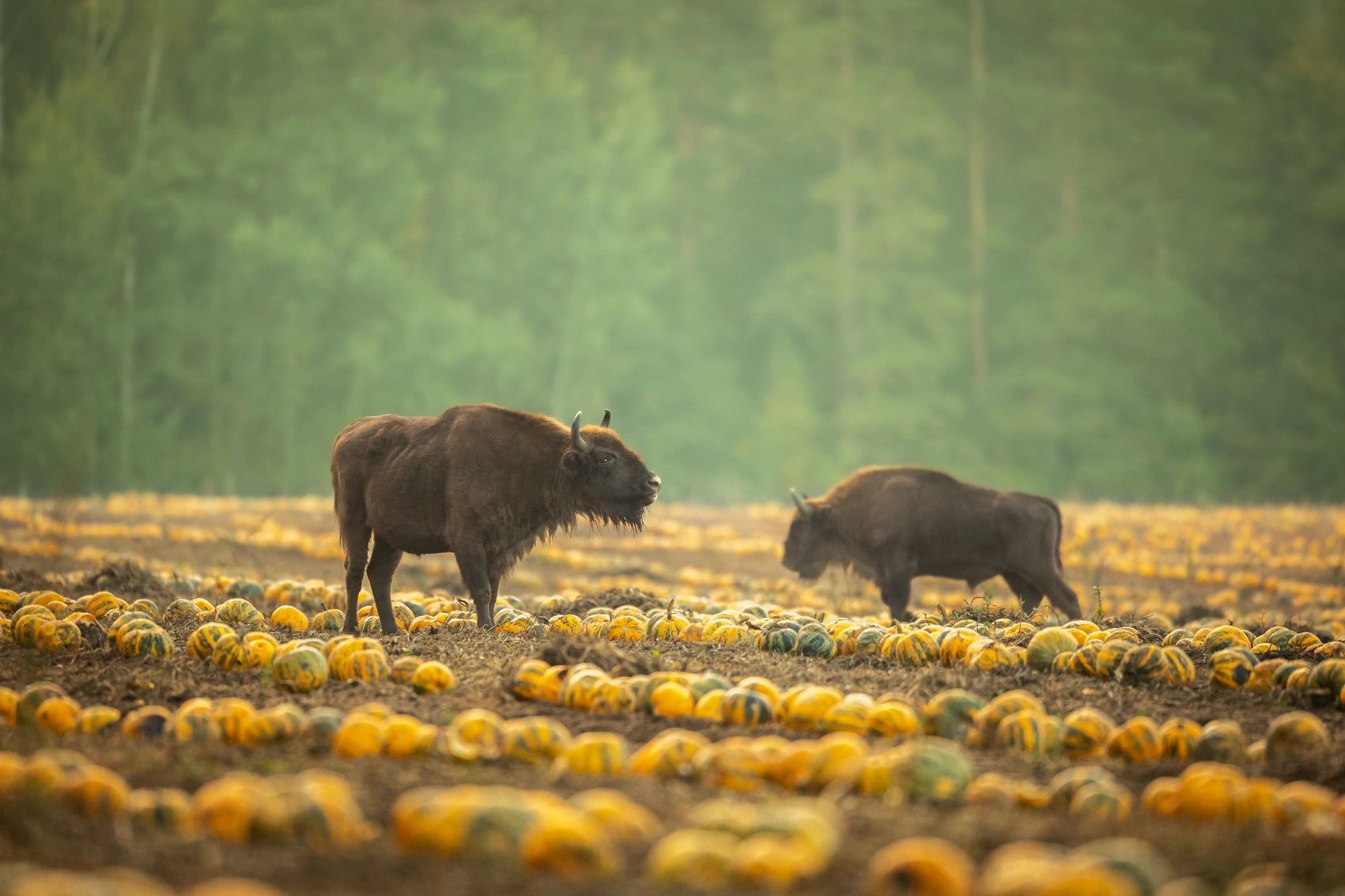 Białowieża National Park, Poland Bison stand in a pumpkin patch in Białowieża National Park, Poland