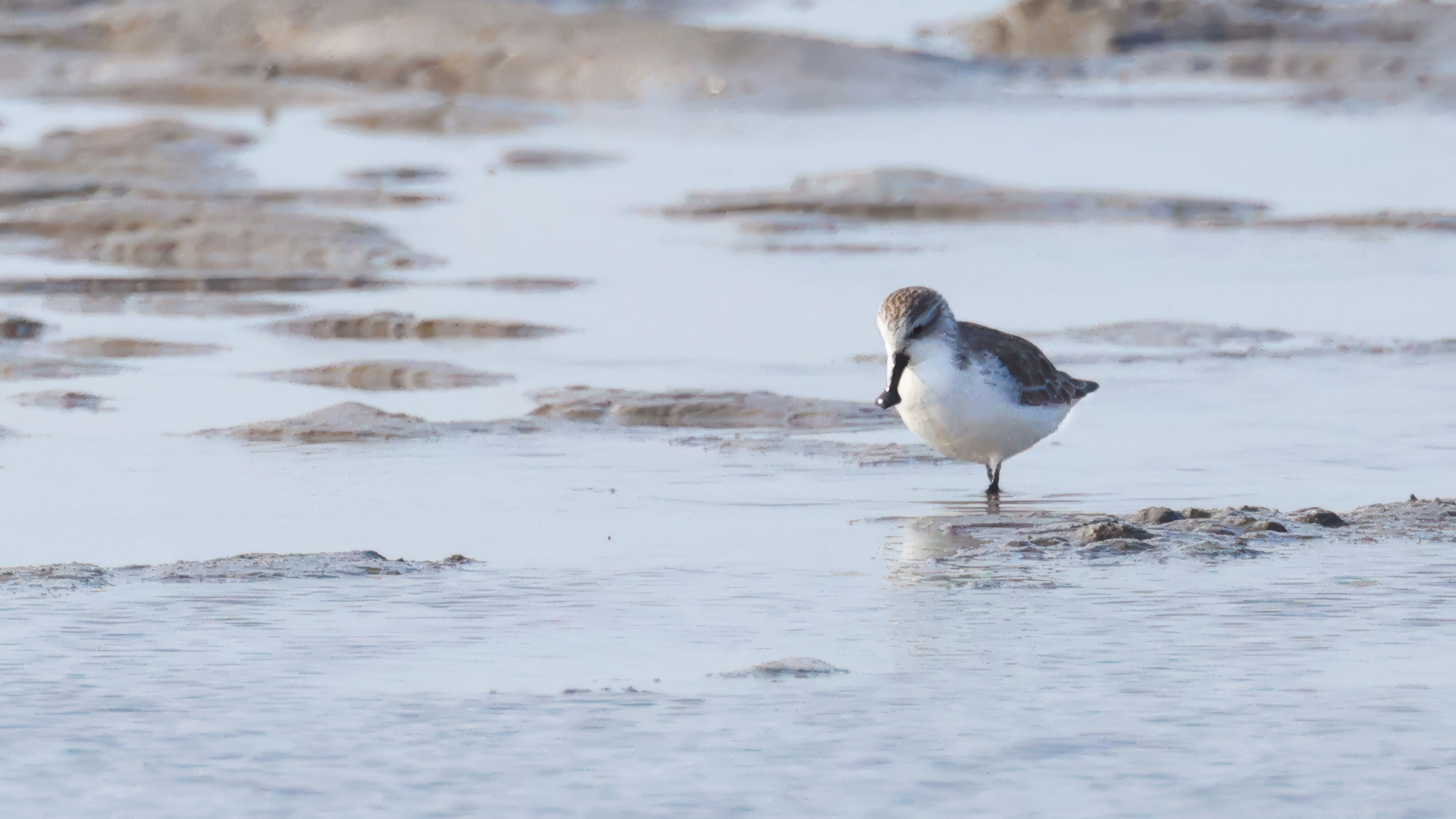 A spoon-billed sandpiper on the beach in China