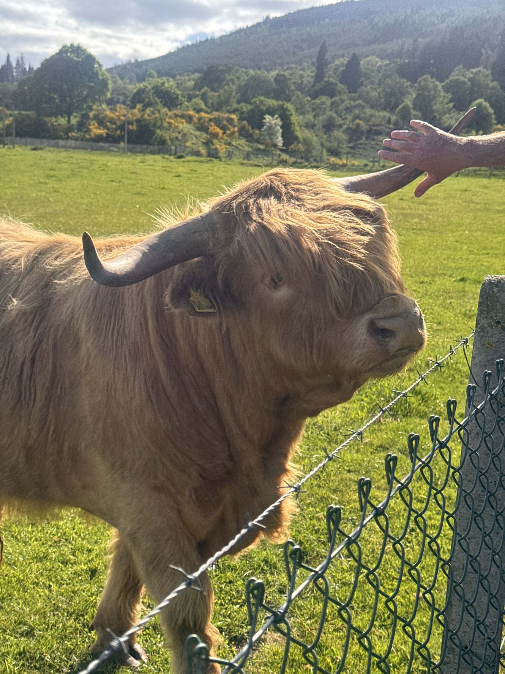 A famous highland cow pictured in the Highlands of Scotland