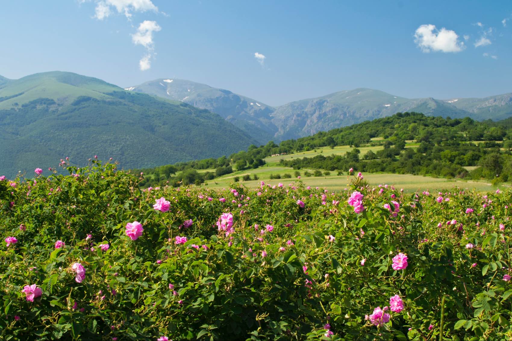 Wild flowers blooming in the Thracian Valley near Kazanlak in Bulgaria —