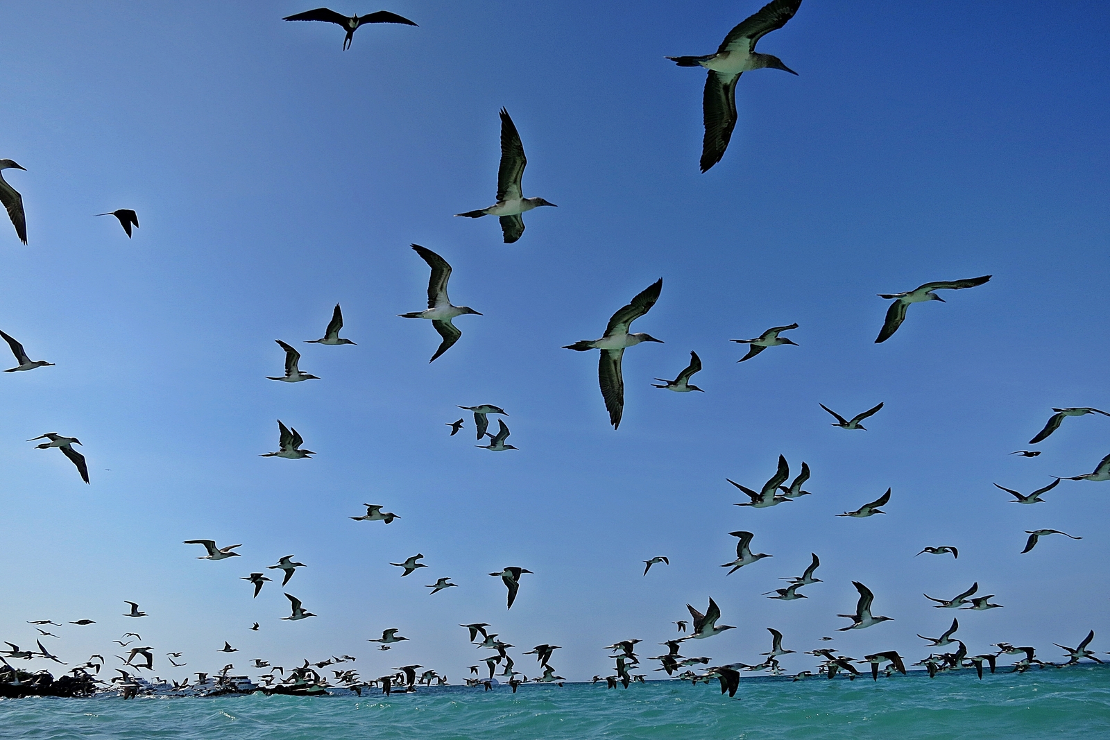 <p>"Taken during the Northern Islands cruise with G Adventures in March 2013. I was putting on my fins to go for a snorkel when this mass of blue footed "boobies" took off from the ground; grabbed my camera and ran in the water to capture this amazing moments! Totally forgot about the fins and they were almost washed away until my CEO said "Go!! I've got your fins!". Me-mo-ra-ble" Aline N., Canada</p> "Taken during the Northern Islands cruise with G Adventures in March 2013. I was putting on my fins to go for a snorkel when this mass of blue footed "boobies" took off from the ground; grabbed my camera and ran in the water to capture this amazing moments! Totally forgot about the fins and they were almost washed away until my CEO said "Go!! I've got your fins!". Me-mo-ra-ble" Aline N., Canada