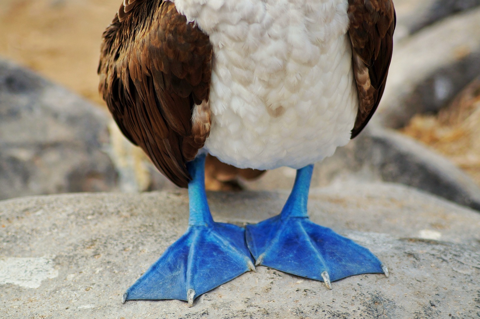 <p>"A blue-footed booby on the Galapagos Islands." Nicola H., Australia</p> "A blue-footed booby on the Galapagos Islands." Nicola H., Australia