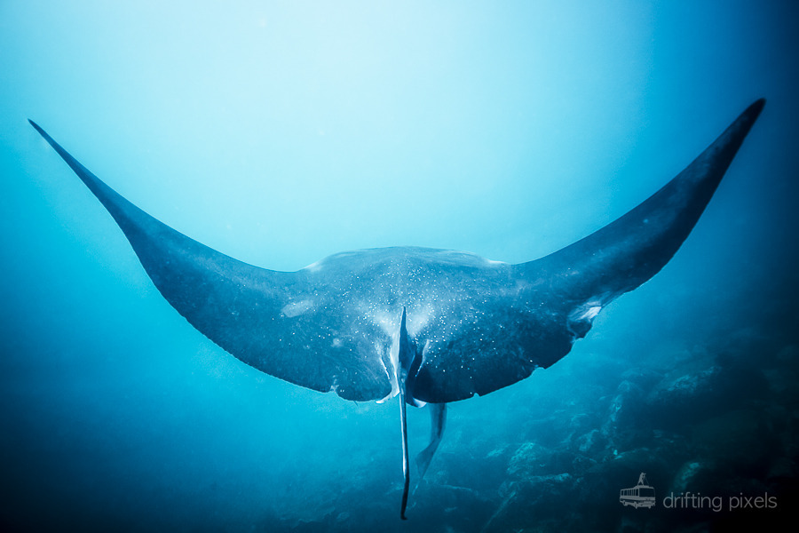 <p>"I took this shot on a resent dive off cook island on the far north coast of NSW in Australia, this friendly guy played with us for about 40 minutes, it was such an awesome experience." Luke A., Australia</p> "I took this shot on a resent dive off cook island on the far north coast of NSW in Australia, this friendly guy played with us for about 40 minutes, it was such an awesome experience." Luke A., Australia