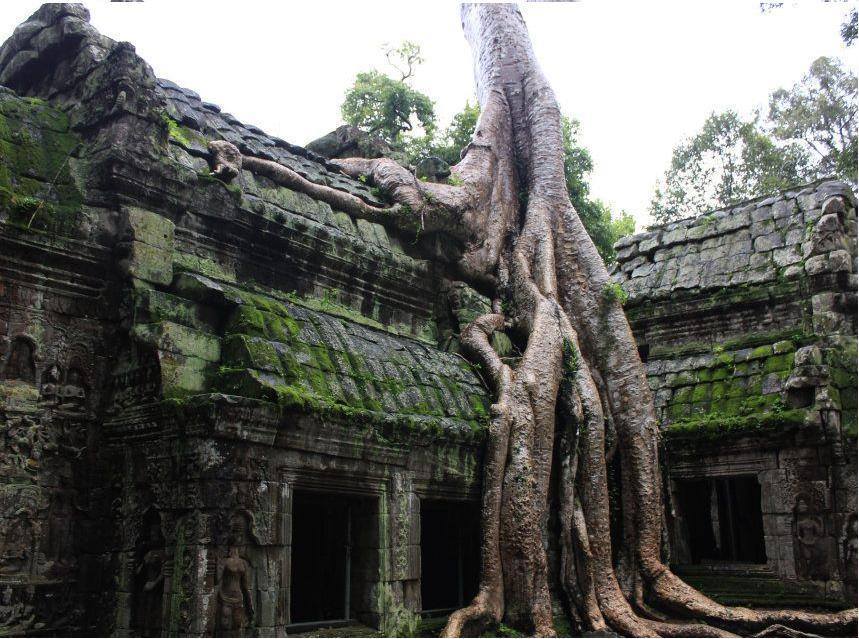 Tree in Angkor