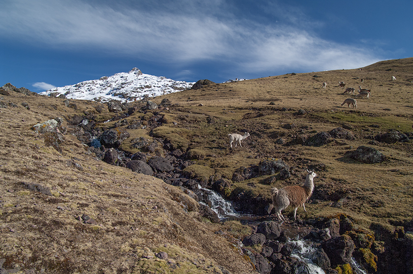 Llama crossing a mountain stream.