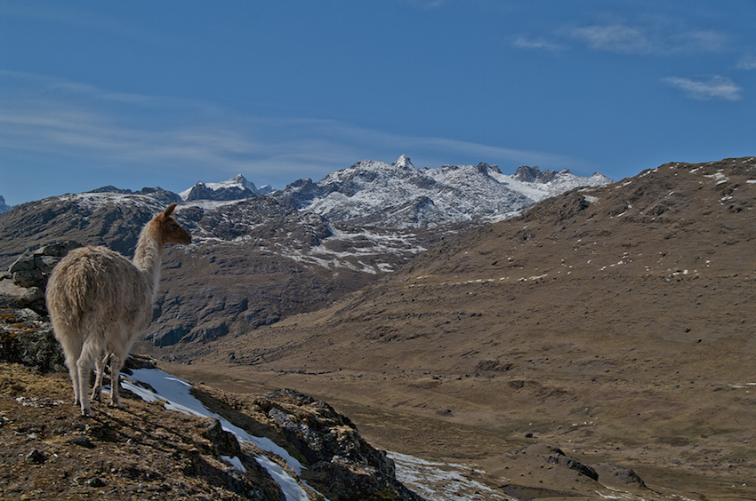 Llama looking out over the mountains.