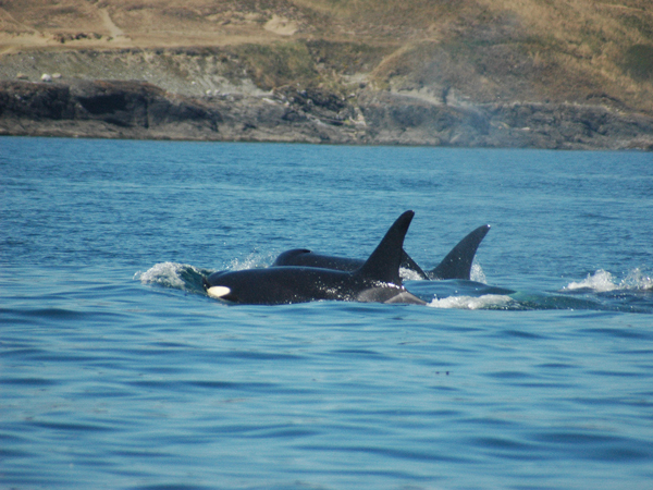 Orcas off the port bow. Photo courtesy Bryan Estabrooks.