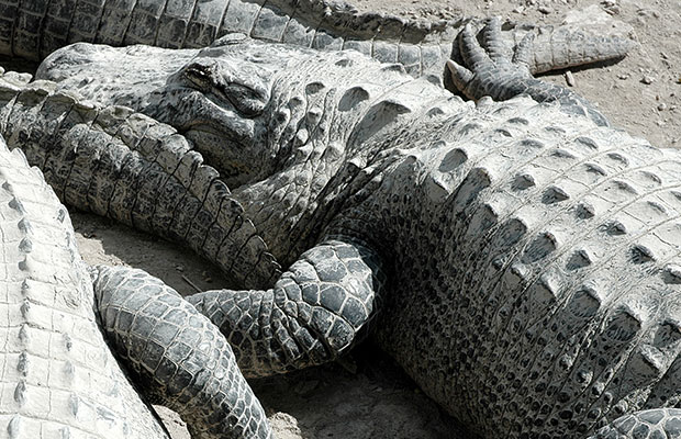 crocodiles