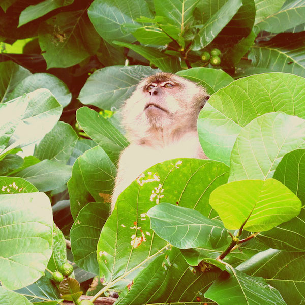 One of the many monkeys watches from a tree. #guardmonkey
