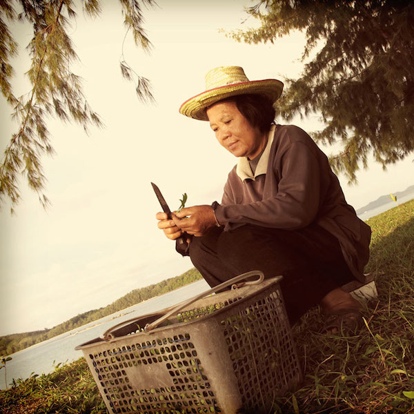 A local gathering her harvest.