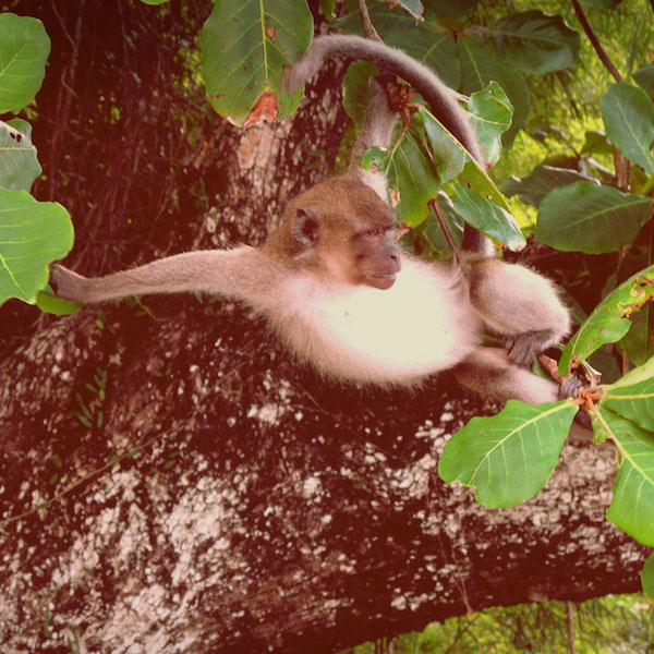 a monkey lounging in a tree