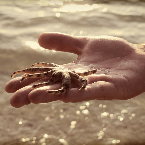 a starfish in the palm of a hand