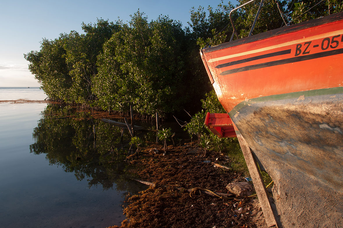 Mangroves line the coastline making it one of the defining characteristics of the islands in Belize.