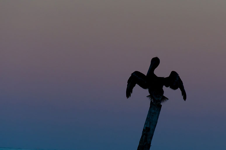 It is a small island but there is still wildlife to be found. This pelican was resting on a post during sunset.