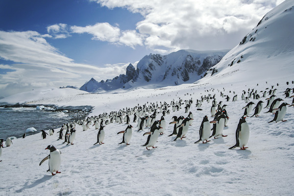 <p>Gentoo penguins literally dotting the landscape.</p> Gentoo penguins literally dotting the landscape.