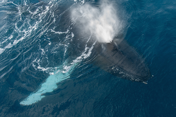 <p>A humpback whale in the Gerlache Strait. Photo by <a href="http://travelphotos.everything-everywhere.com/AntarcticaandSubantarcticIslan/Antarctica/Gerlache-Strait-2012/i-d4NM7R9/A">Gary A.</a></p> A humpback whale in the Gerlache Strait. Photo by Gary A.