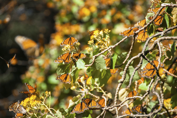 <p>Monarch's hibernating in the warm weather of Mexico.</p> Monarch's hibernating in the warm weather of Mexico.