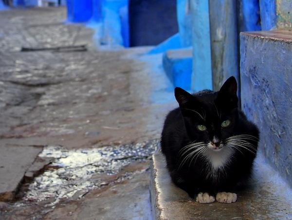 Cat on the street, Chefchaouen.