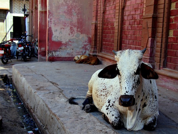 A beautiful cow in downtown Bikaner.