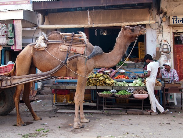 Camel country. Mandawa, Rajasthan.