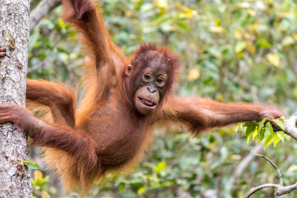 <p>It's estimated that 35,000 orangutans live in Borneo.</p> Looking at orangutans can feel like looking into a mirror.