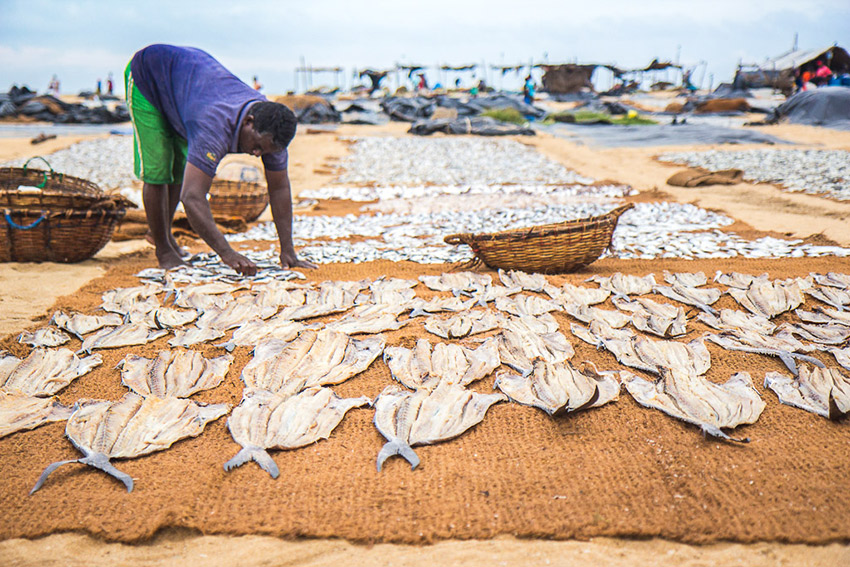 The fish market in Negombo is a must-see for any traveller in the region.