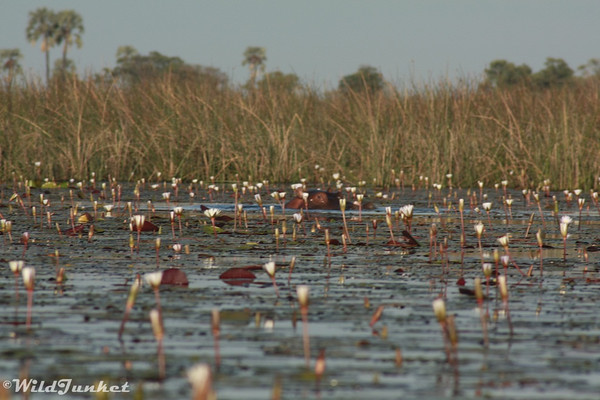 <p>Botswana's Okavango Delta</p>