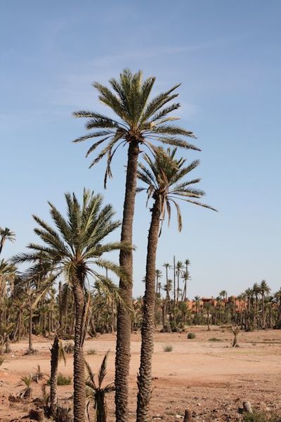 Palm tree grove near Marrakech.