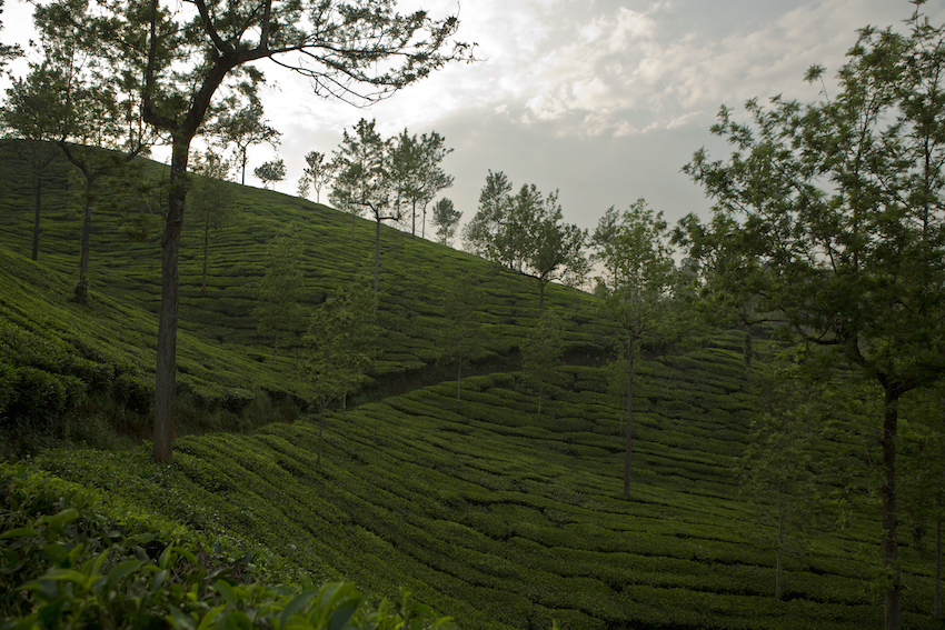 The rolling hills of the Kalpetta Tea Plantation.