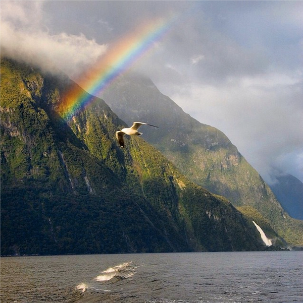 Rainbows in Milford Sound.