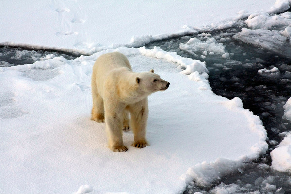 <p>A polar bear sniffs the air around us. Photo by N. Huang.</p> A polar bear sniffs the air around us. Photo by N. Huang.