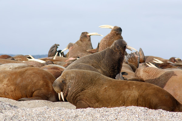 <p>Every day seems to be Sunday for this Walrus pod. Photo by N. Huang.</p> Every day seems to be Sunday for this Walrus pod. Photo by N. Huang.