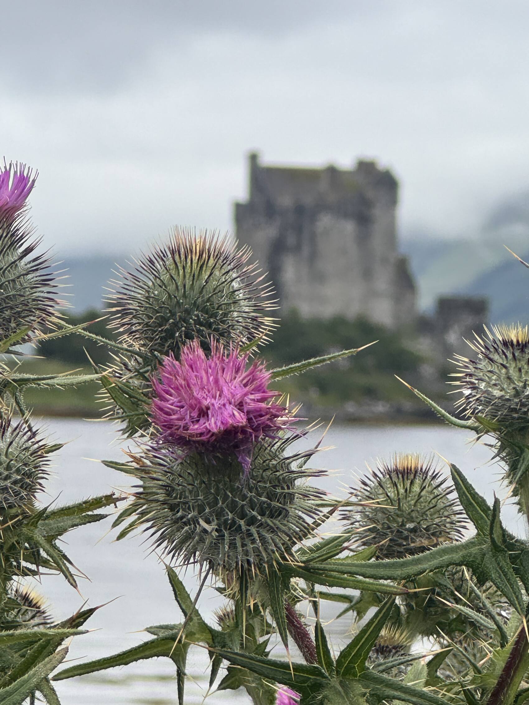 A thistle flower in front of Eilean Donan Castle in Dornie