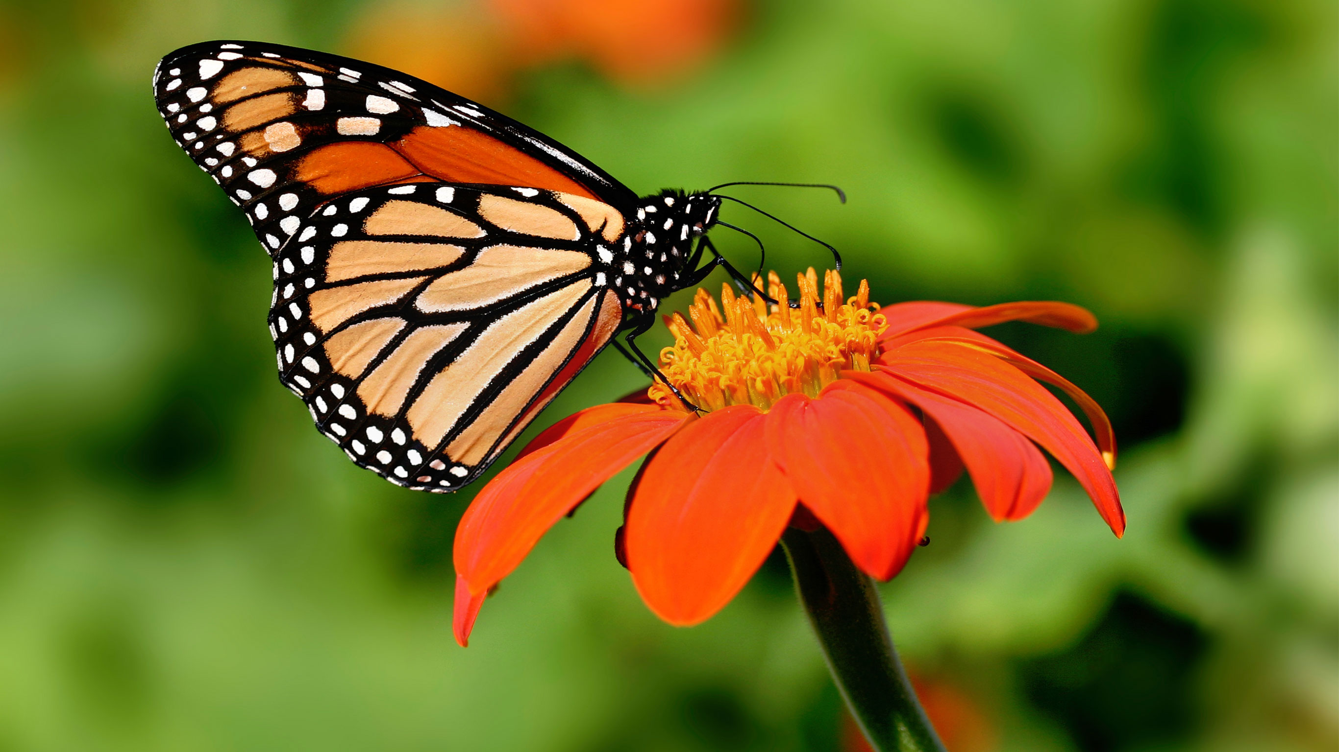 Morelia, Mexico Lonely