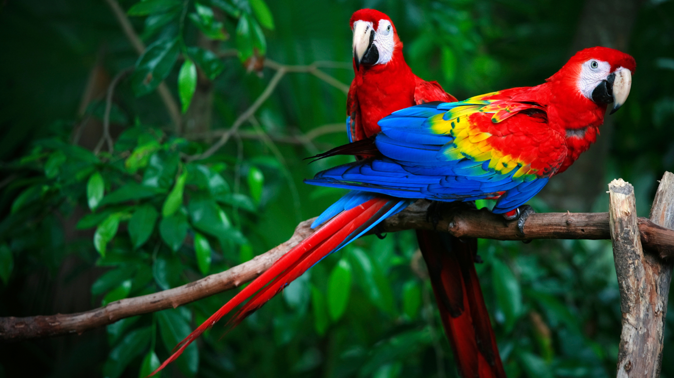 Image of Amazon to the Andes