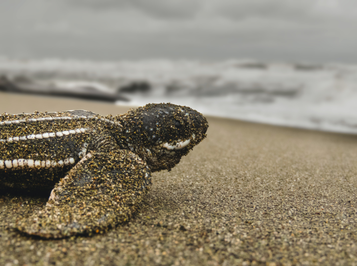 take in the green goodness of leatherback sea turtle hatchlings