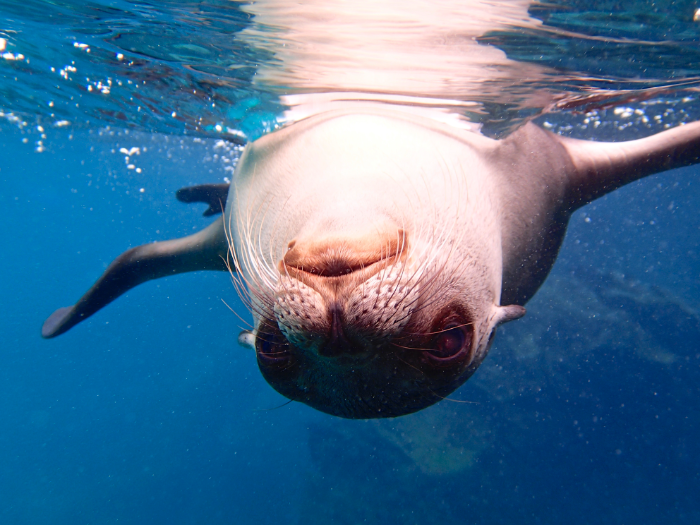 try not to laugh (especially while underwater) at these ocean goofballs