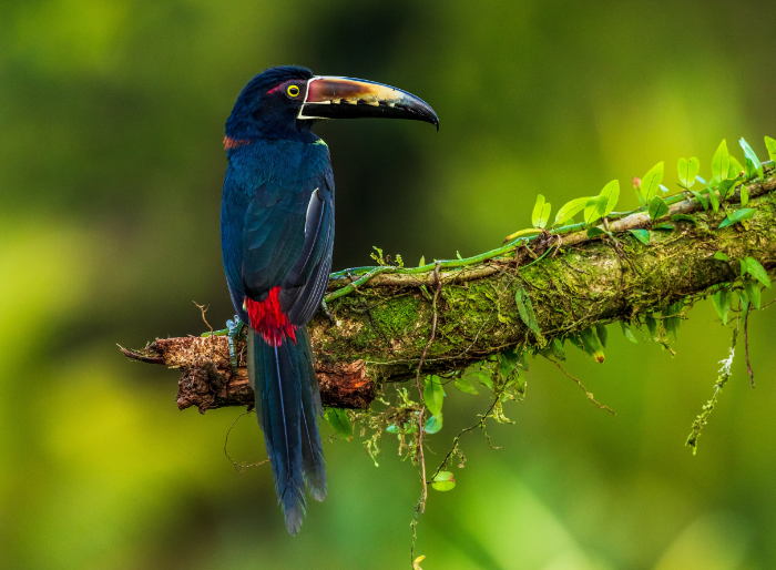 look for collared aracari toucans in fruit trees