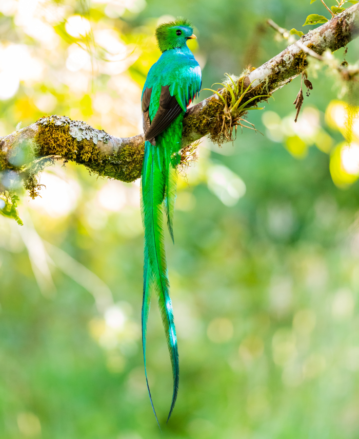 Costa Rica Birds