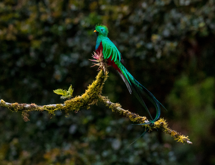 a male Resplendent Quetzal sitting pretty as a picture