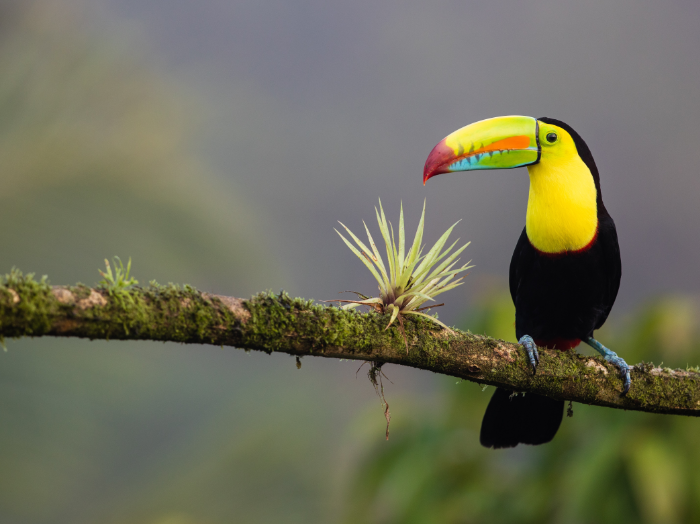 no ordinary Sam — behold the beautiful keel-billed toucan