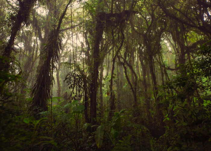 walk through nature's terrarium in the cloud forests like Monteverde