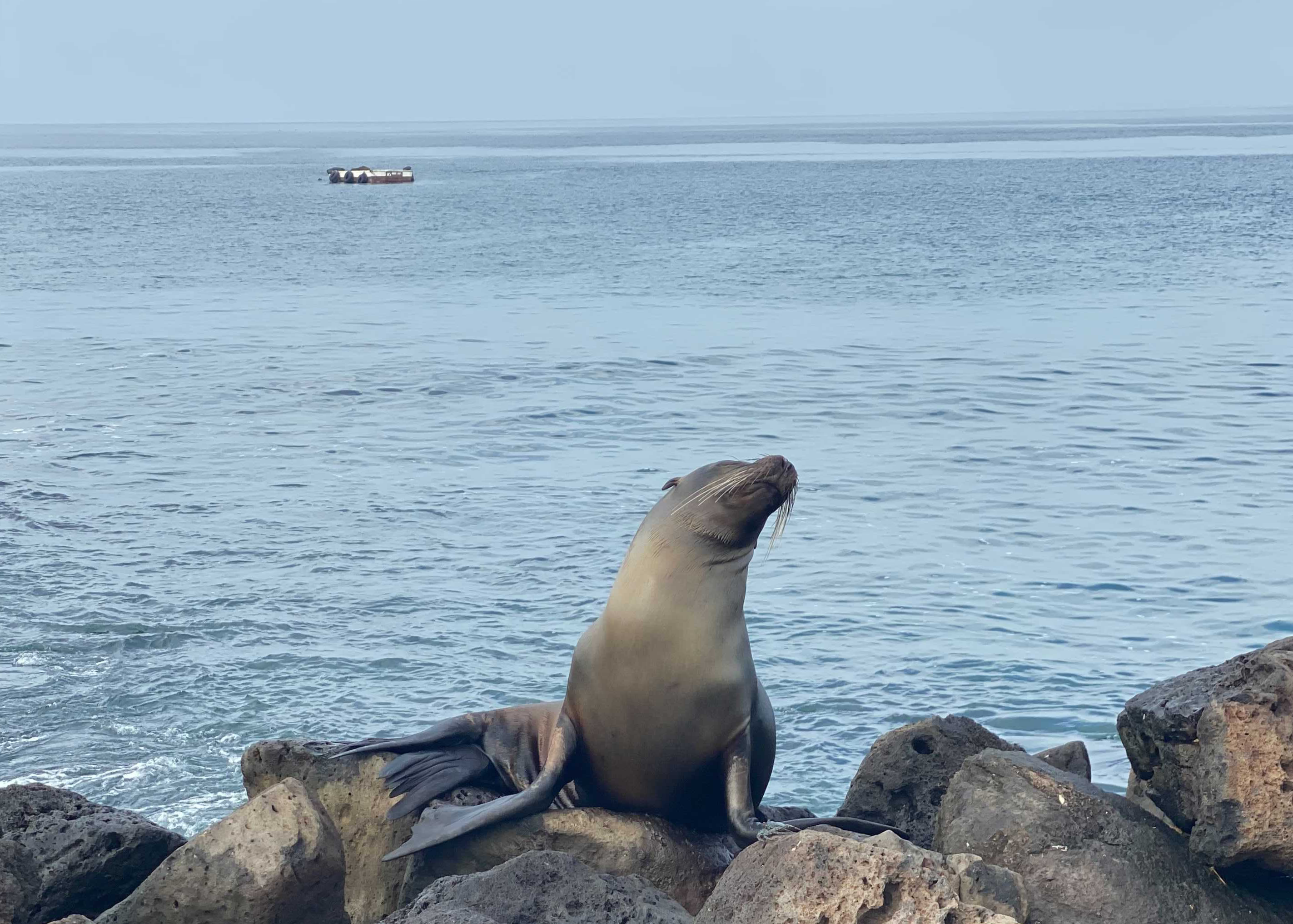 Galápagos sea lions lead an idyllic life on this small archipelago