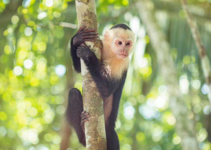 have fun monkeying around with white-faced capuchins