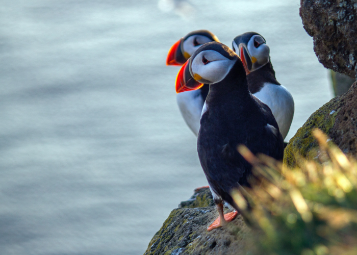 pretty puffins