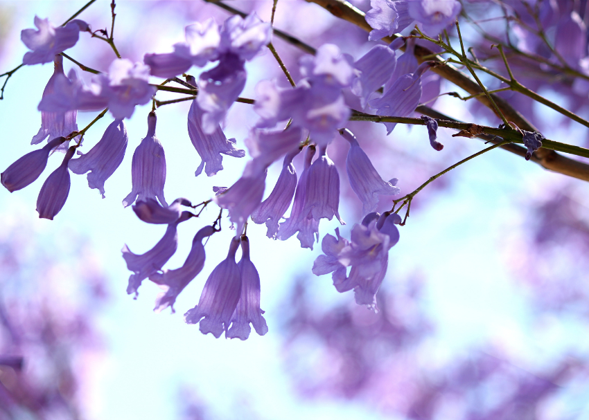 Jacaranda Trees