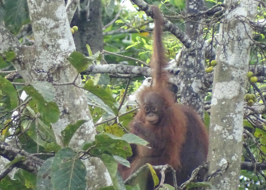 borneo pic