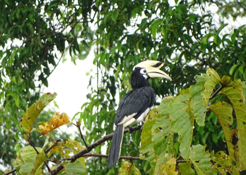 borneo picture