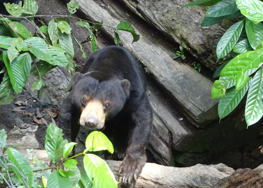 borneo picture