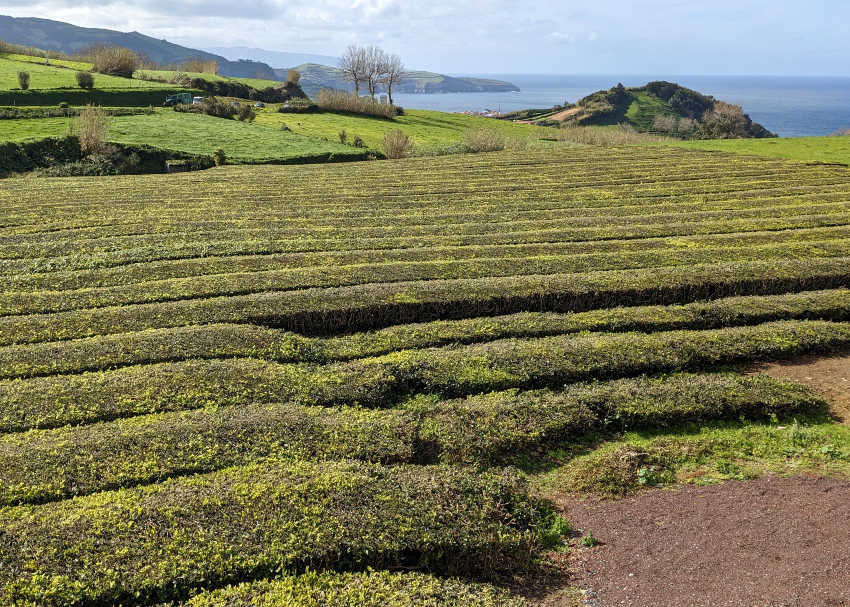 Azores pictures